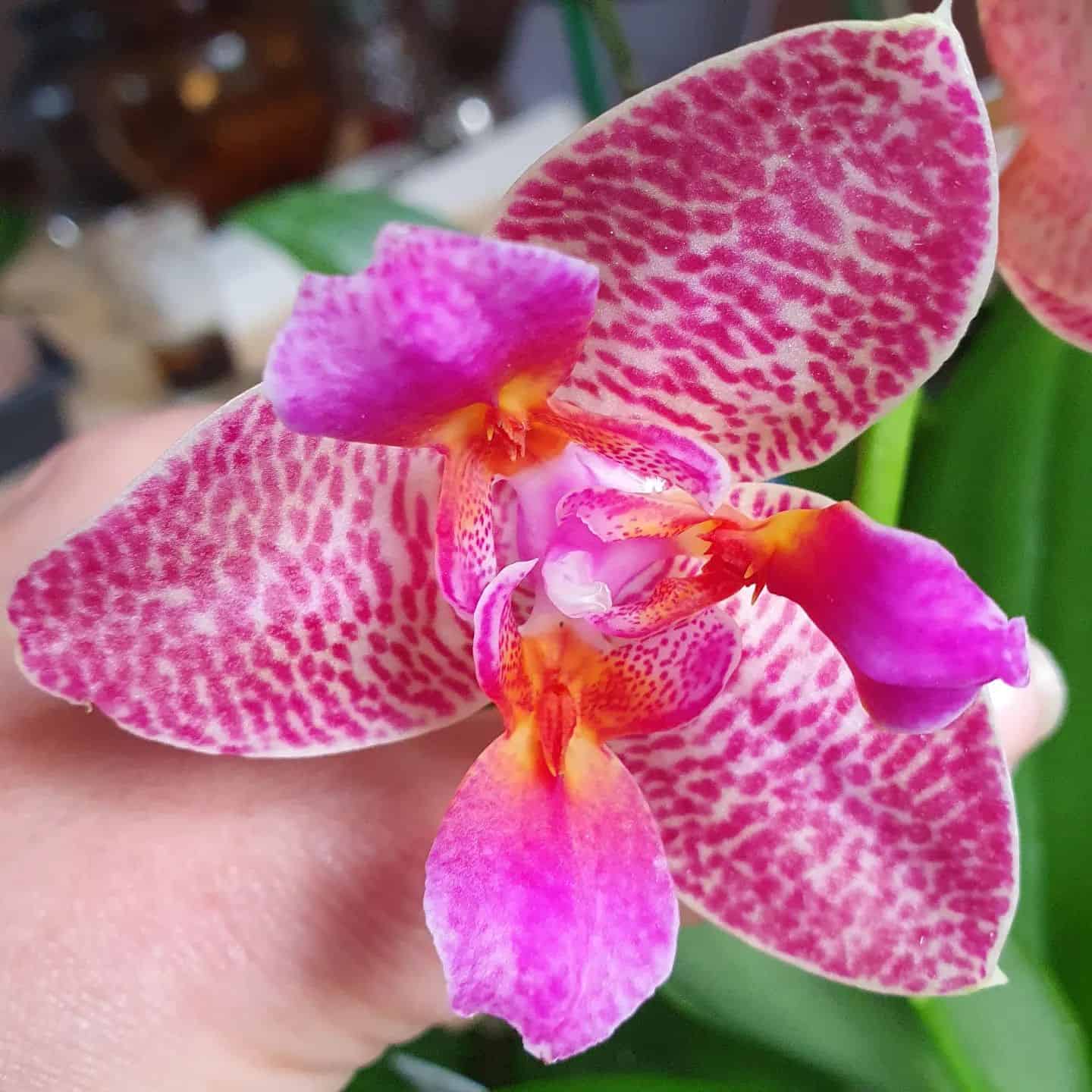 Neu im Shop: Phalaenopsis Joy Fairy Tale "pelorisch". Die Blüten sind märchenhaft schön und duften sogar in Richtung Zitrone 🍋. Alle Orchideen stehen in Blüte oder haben Knospen! Greife zu bei dieser Rarität, solange der Vorrat hält (eine davon behalte ich 😊)

#phalaenopsis #orchideenfotografie #orchideen #orchideenkultur #orchideenblüte #orchidlovers #orchidinbloom #orchids #orchidcollector #orchideenblüten #orchideas #orquidea #ichliebeorchideen #iloveorchids #iloveplants #pflanzenliebe #pflanzenmuddi #fairytale #seltenephalaenopsis #seltenehybriden