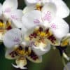 Phalaenopsis stuartiana kaufen