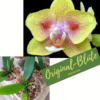 Phalaenopsis Yaphon Green Batman