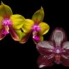 Orchideen Jungpflanzen