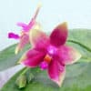 Phalaenopsis Su's Bellicosa