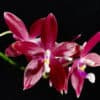 Phalaenopsis tetraspis Red