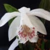 Pleione Grandiflora-Hybride