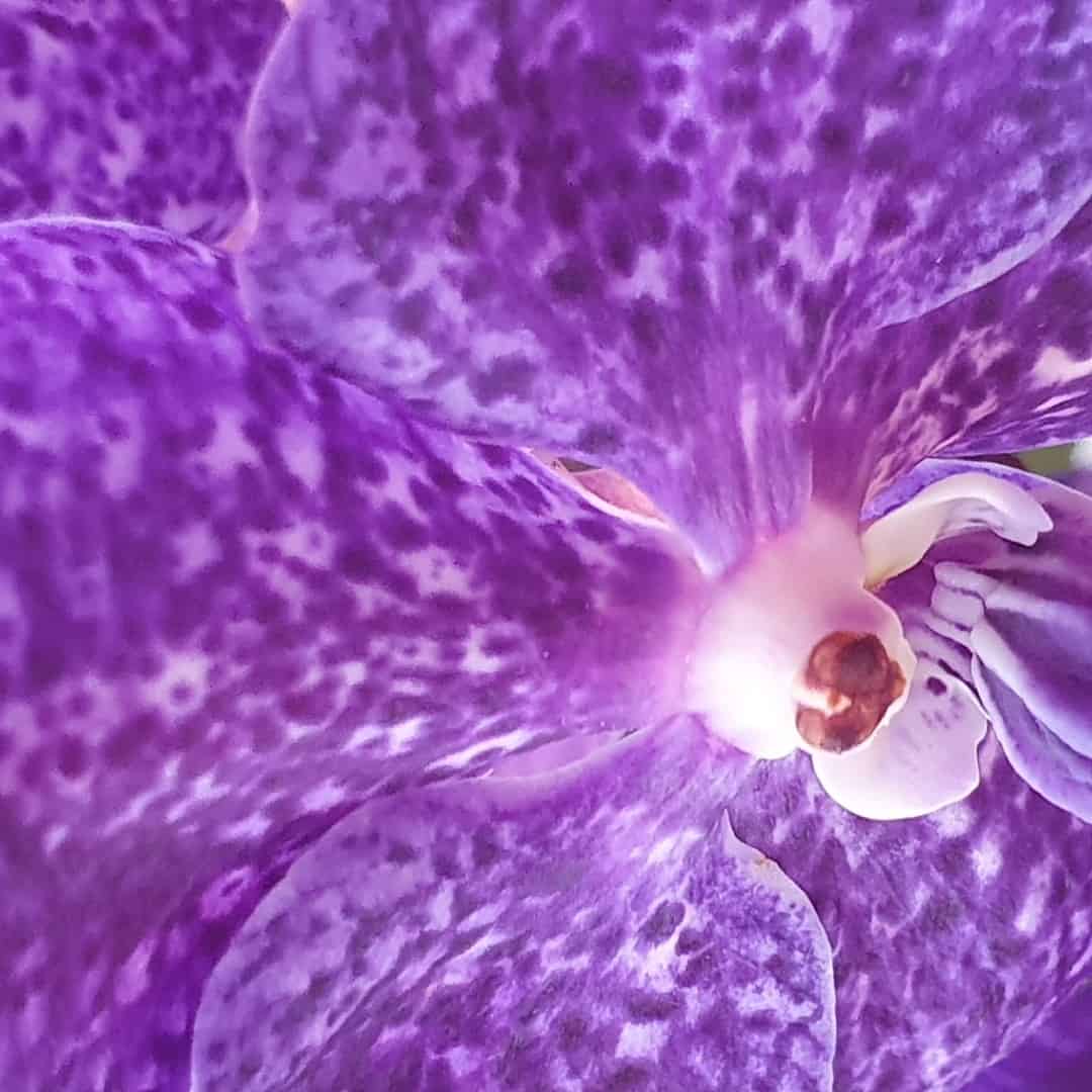 Spektakuläre Vanda Hybride in Lavendel Blau. Vier Blatttriebe, zur Zeit zwei Blütentriebe mit bis zu 8 Zentimeter großen Blüten in Lavendelblau und violetten Sprenkeln. Lange, üppige Luftwurzeln. Herrliches Einzelstück, wie es nur selten angeboten wird.