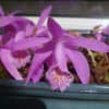 Pleione Barcena