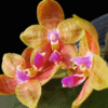 Phalaenopsis Guadeloupe Pineda