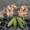 Phalaenopsis Tetrastar