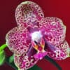 Phalaenopsis Mituo Diamond 578-10