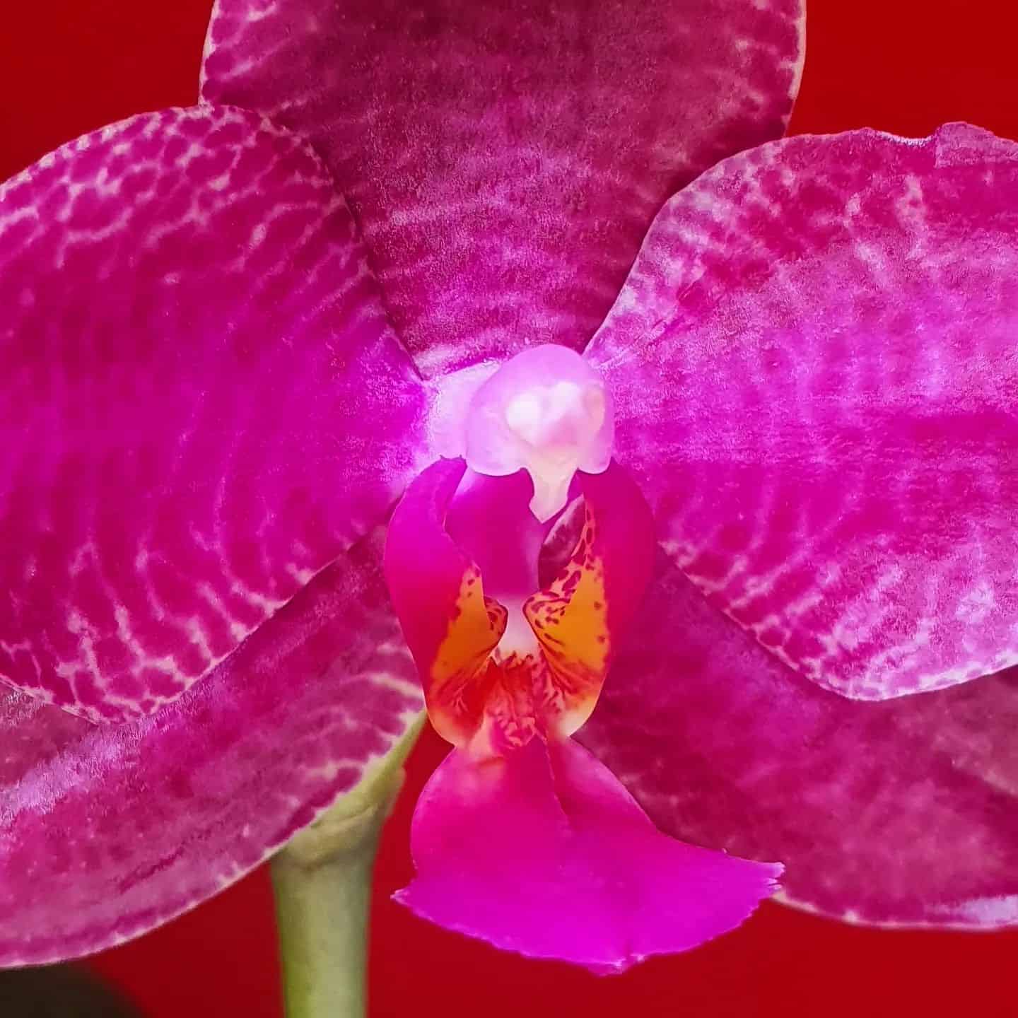 Phal. Black Sentra

#phalaenopsisorchid #phalaenopsis #orchidee #orchidsforsale #orchidinbloom #orchideen #orchideenblüte #orchidlovers #orchidoftheday #orchideenkaufen #orchideenkultur