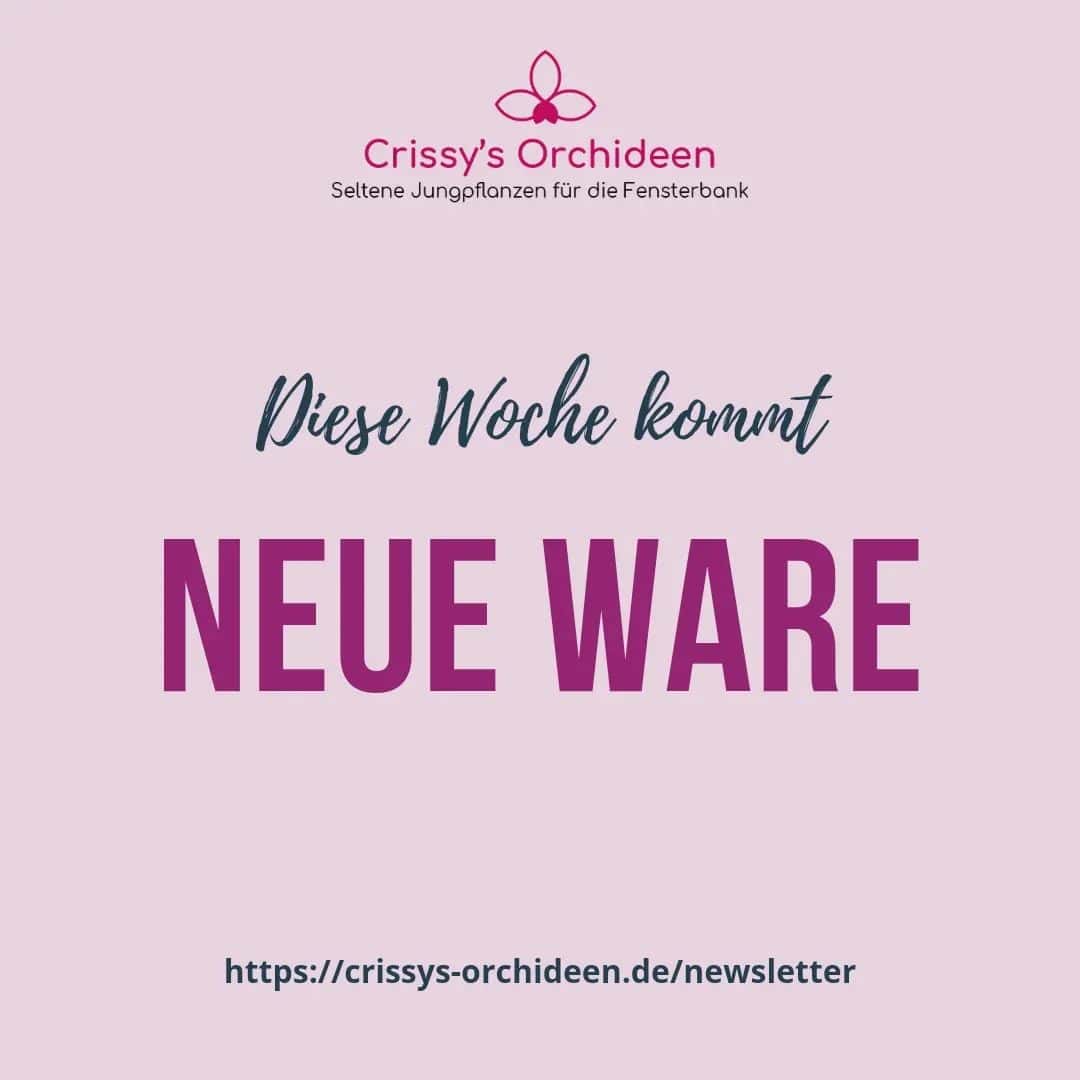 Freut Euch - kommende Woche erwarte ich  neuen Stoff für die Süchtlinge 🤪

Trage Dich noch schnell in den Newsletter ein und verpasse keine Angebote mehr. Den Link dafür findest du auf meiner Website
 https://crissys-orchideen.de/newsletter

Natürlich behandle ich deine Daten vertraulich, spamme dich nicht zu und du kannst dich jederzeit wieder abmelden. 

#orchideenkaufen #orchideenAngebote