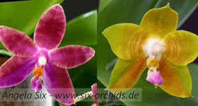 Phalaenopsis King's Charming