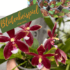 Phalaenopsis cornu-cervi Red x speciosa