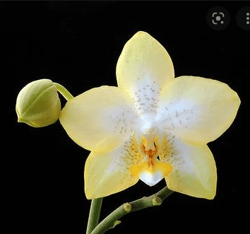 Phalaenopsis Deventeriana