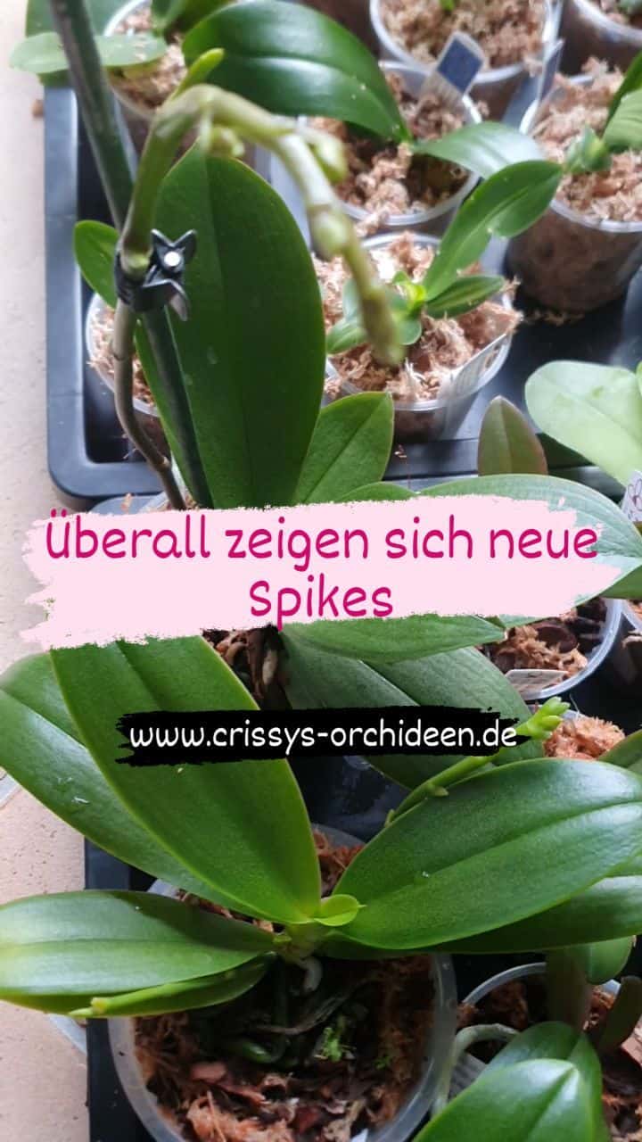 Neu eingetroffen: Blühstarke Orchideen erwarten dich. Sieh dich in meinem Shop um - dort findest du bestimmt genau die Orchidee, die zu dir passt.

#phalaenopsis #orchidee #orchideen #orchideenkultur #orchideenblüte #orchidlovers #orchidinbloom #orchidcollector #orchideenblüten #ichliebeorchideen #instaorchid #iloveorchids #iloveplants #pflanzenliebe #pflanzenmuddi #orchideenkaufen