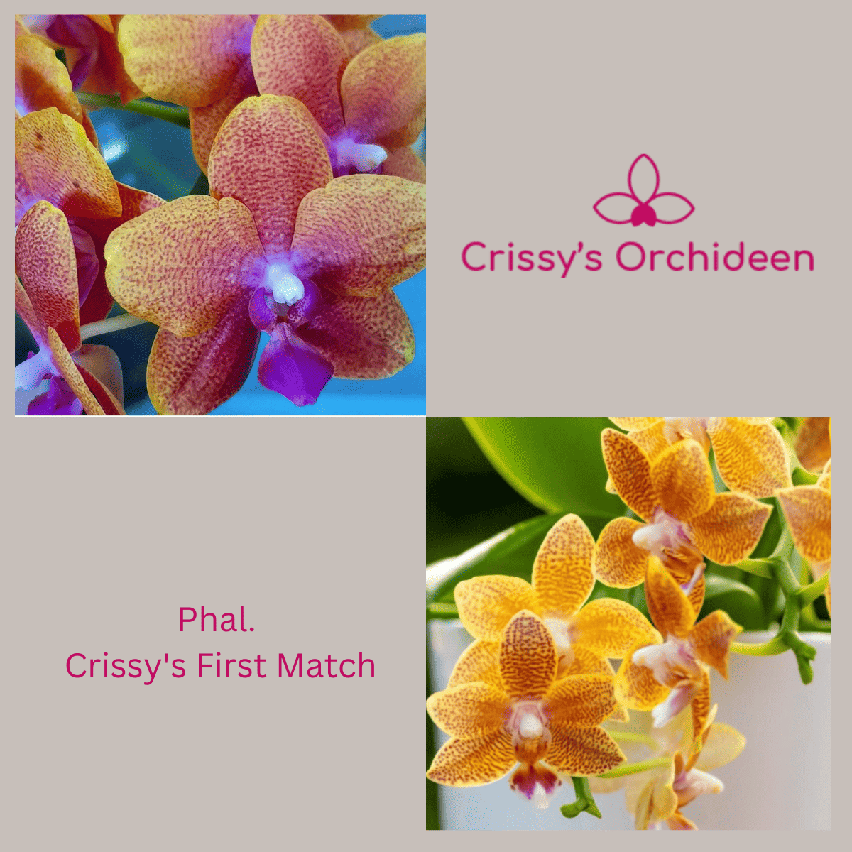 Phalaenopsis Crissy's First Match