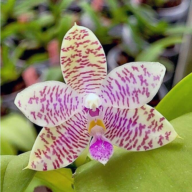 Phalaenopsis Lueddemanniana-Kreuzung