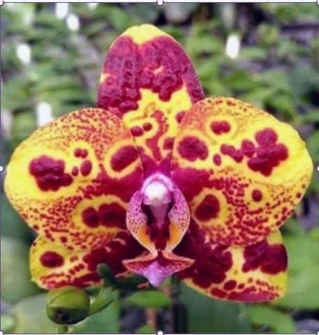 Phalaenopsis PF 9975