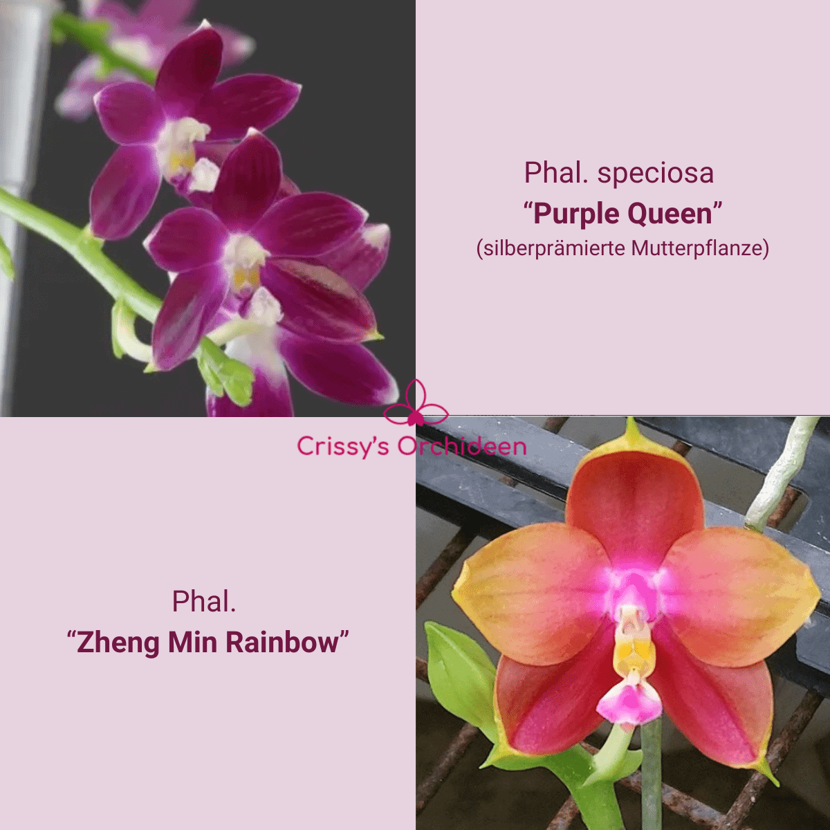 Phalaenopsis speciosa "Purple Queen" x Zheng Min Rainbow