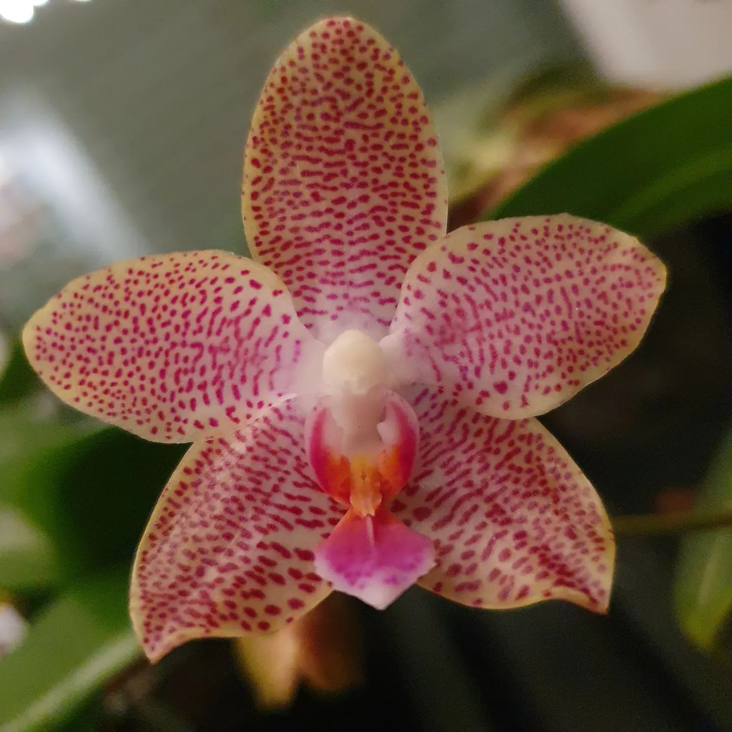 Phal. Joy Spring Tina Anaconda x gigantea - gelungene Kreuzung finde ich.

#phalaenopsis #orchidee #orchideen #orchideenkultur #orchideenblüte #orchidlovers #orchidinbloom #orchidcollector #ichliebeorchideen #instaorchid #iloveorchids #iloveplants #pflanzenliebe #pflanzenmuddi #gigantea